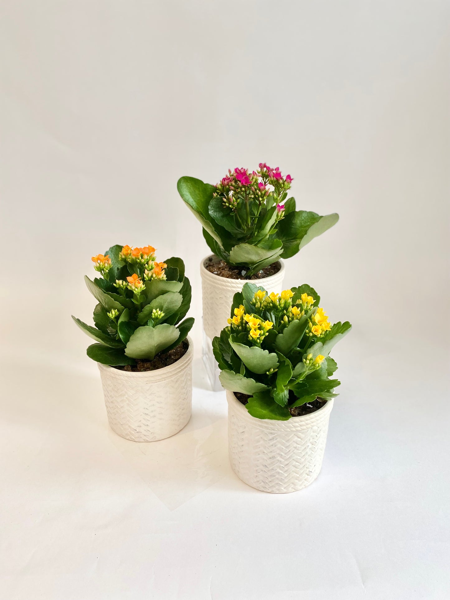 4" Kalanchoe in White Basketweave Pot