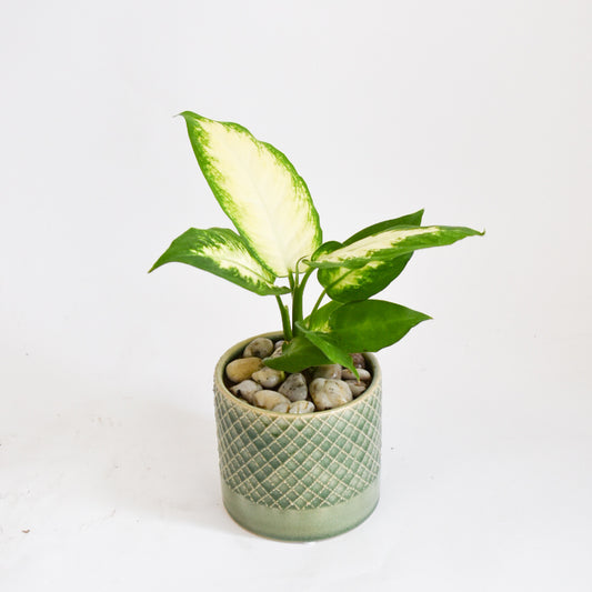 4" Dieffenbachia in Green Diamond Pot