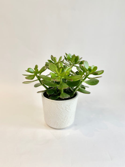 6" Jade Plant in White Leaf Motif Pot