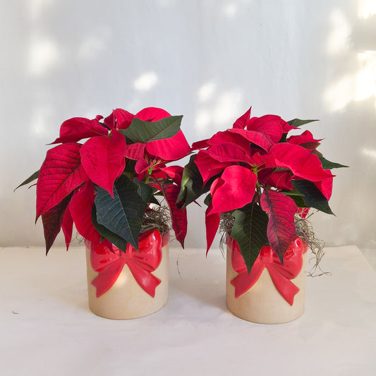 Poinsettia Bow Planter