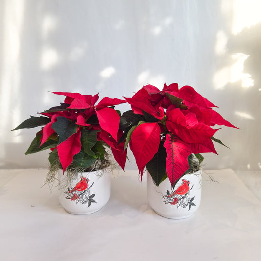 Cardinal Poinsettia
