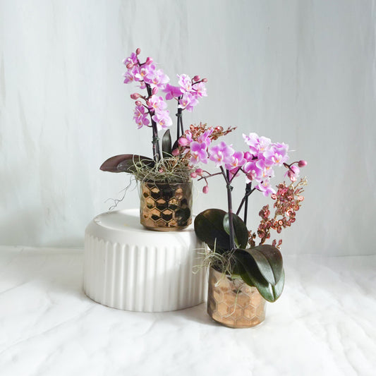 Festive Extra-Mini Orchid