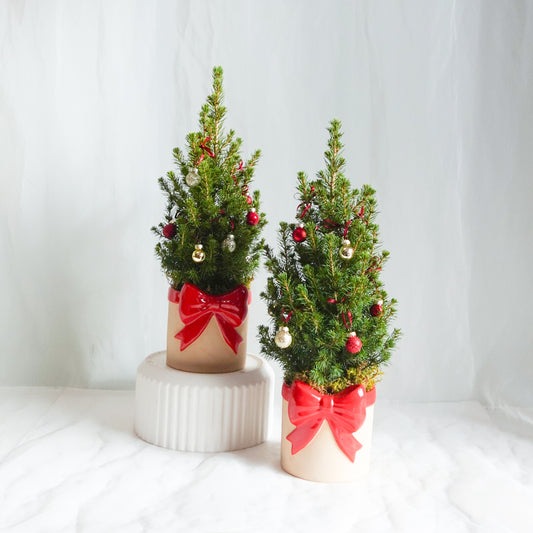 Spruced Up Alberta Spruce