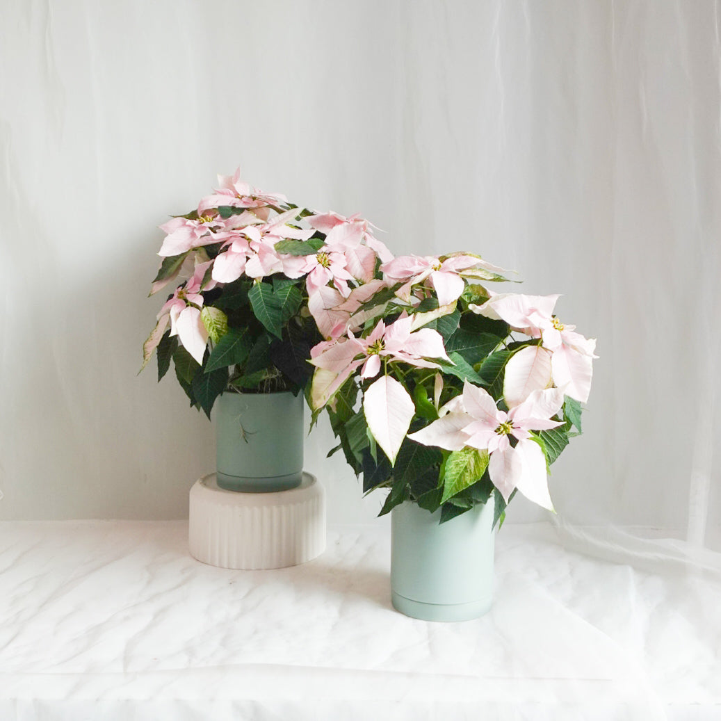 6" Princettia Planter