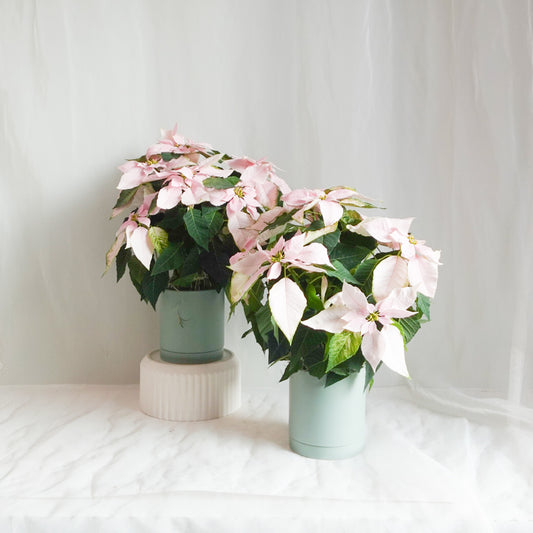 6" Princettia Planter