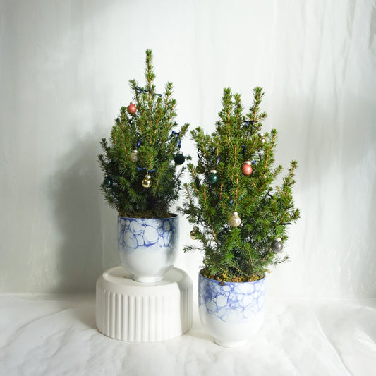 Shimmery Blue Alberta Spruce