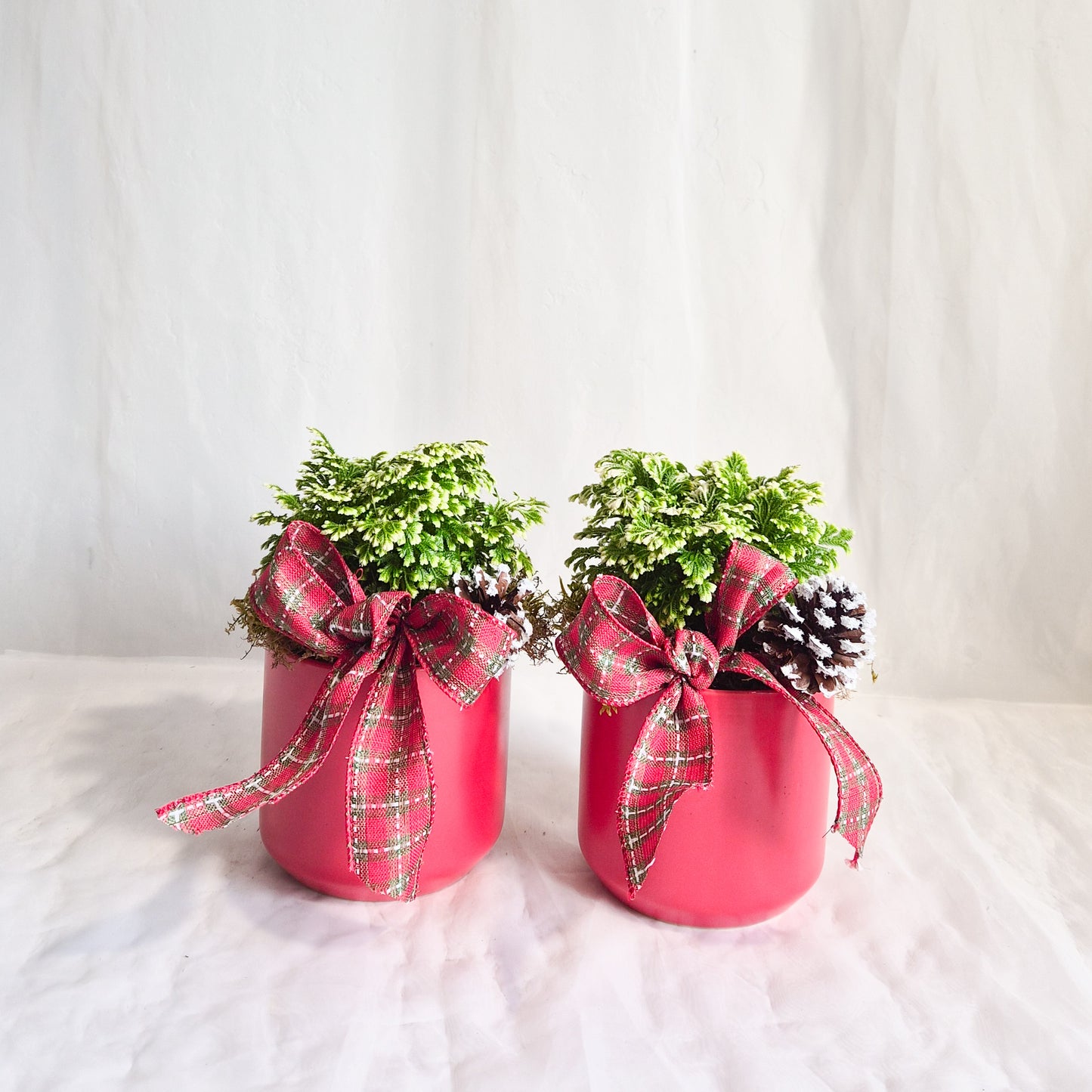 Merry & Bright Frosty Fern