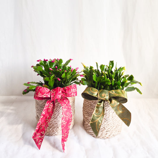 Christmas Cactus Assorted in Basket Pot