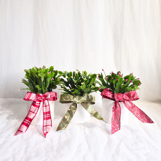 Christmas Cactus Assorted in White Textured Pot