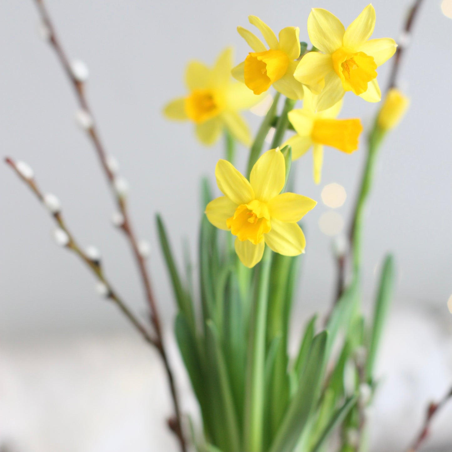 Easter Egg Hunt - Mini Daffodil Planter