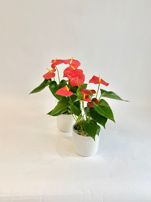 Anthurium in White Pot