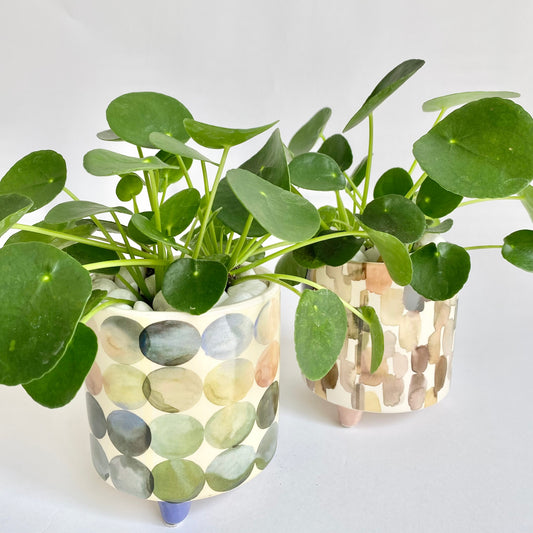 4.5" Pilea in Footed Ceramic Pot