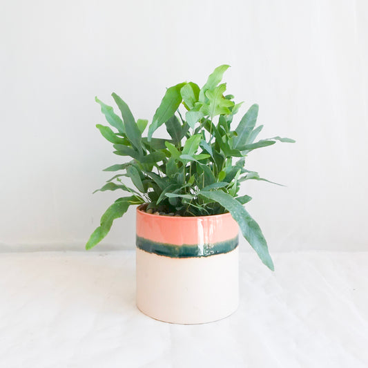 Blue Star Fern in Watercolour Glaze Pot