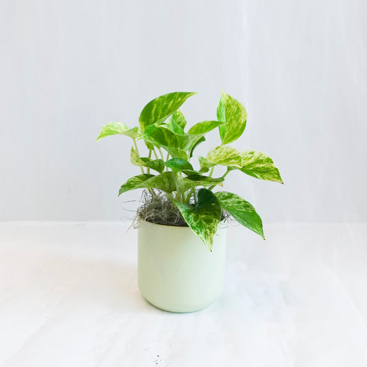 4" Pothos in Mint Pot