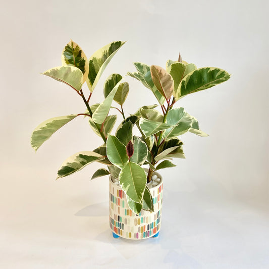 6"Tineke Ficus Plant in Multicoloured Footed Pot