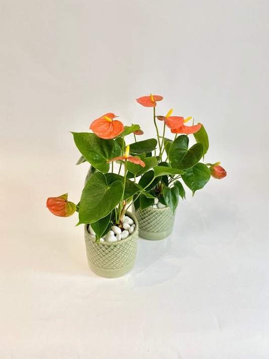 Anthurium in Criss Cross Green Pot