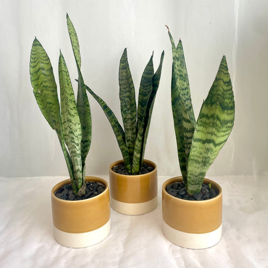 Snake Plant Sansevieria - Glazed Ochre Pot