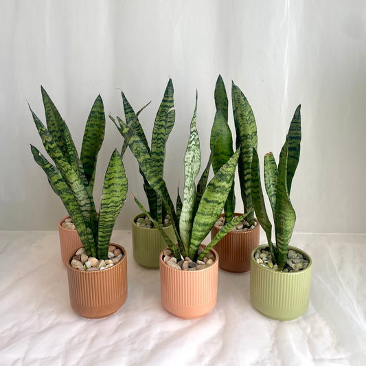 Snake Plant Sansevieria - Autumnal Ribbed Pot