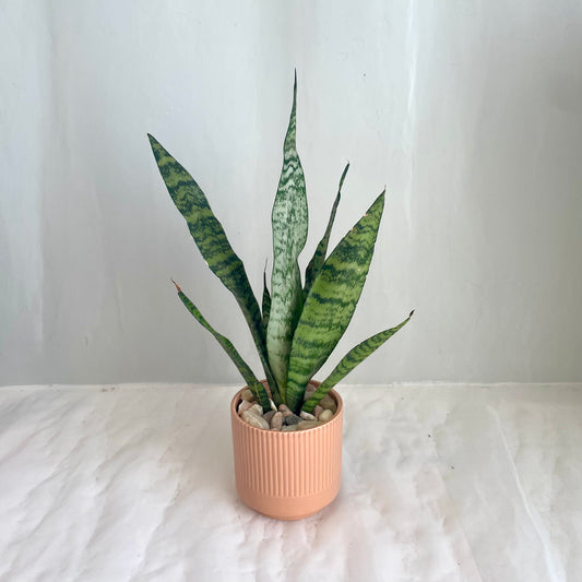 Sansevieria in Assorted Ribbed Pot