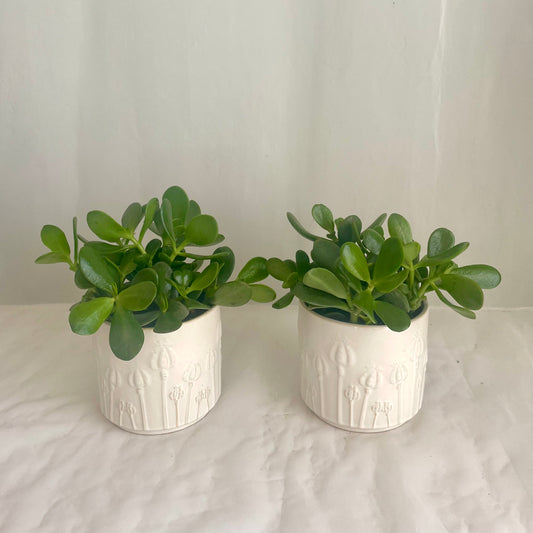 6" Jade Plant in Embossed Ceramic Pot