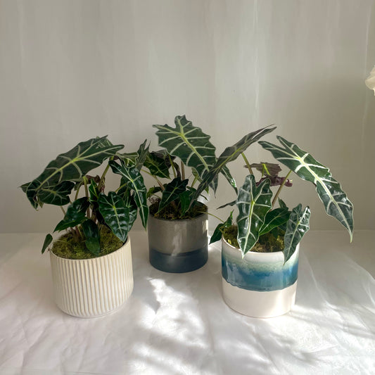 6" Alocasia Plant in Ceramic Pot
