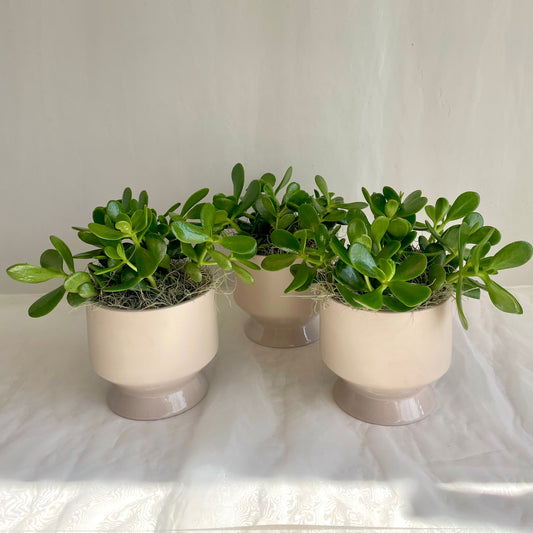 6" Jade Plant in Footed Ceramic Pot