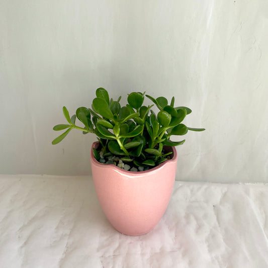 6" Jade Plant in Pink Ceramic Pot