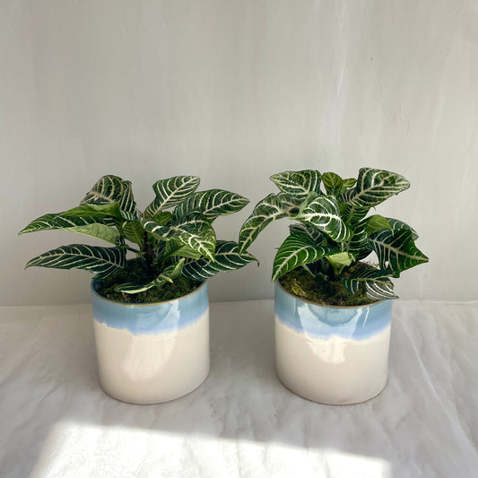 6" Zebra Plant in Blue Glazed Ceramic Pot