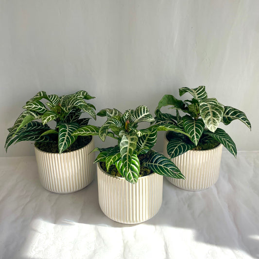 6" Zebra Plant in Ribbed Ceramic Pot
