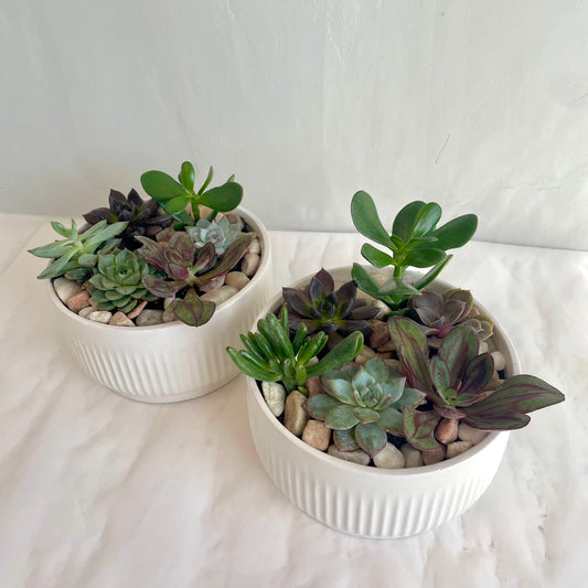 Mini Assorted Succulent Planter