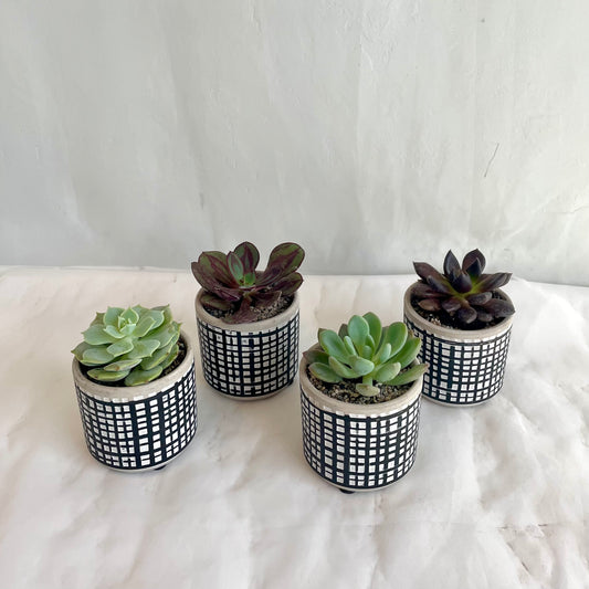 Mini Assorted Succulent in Checkered Pot