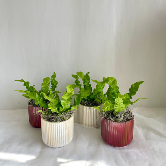 Crispy Wave Fern in Ribbed Ceramic Pot