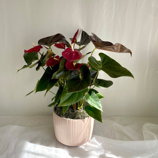 Anthurium in 7" Ribbed Taupe Pot
