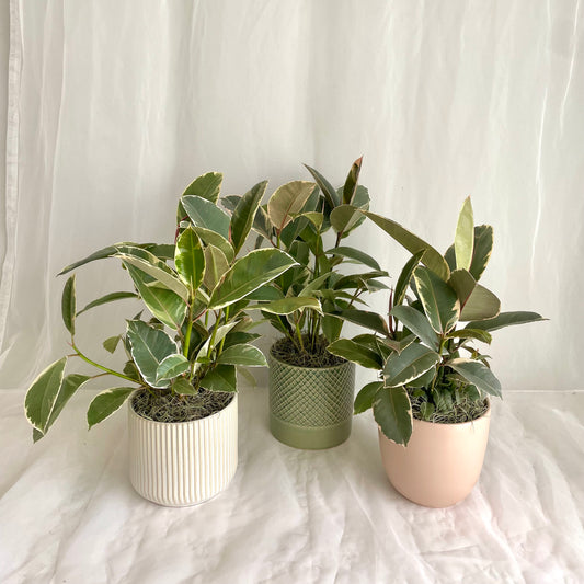 15" Ruby Ficus Elastica in Ceramic Pot