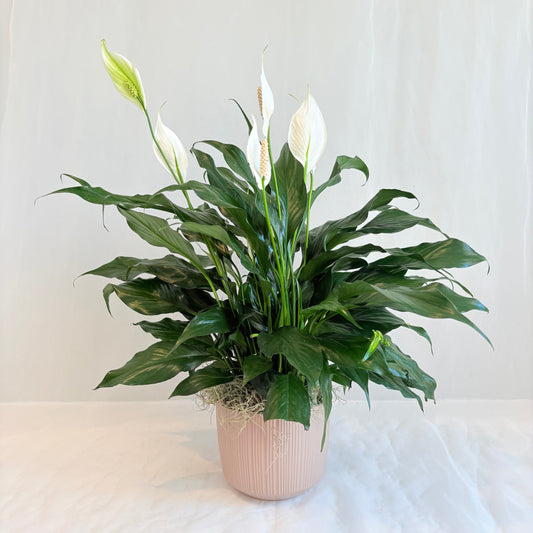Peace Lily