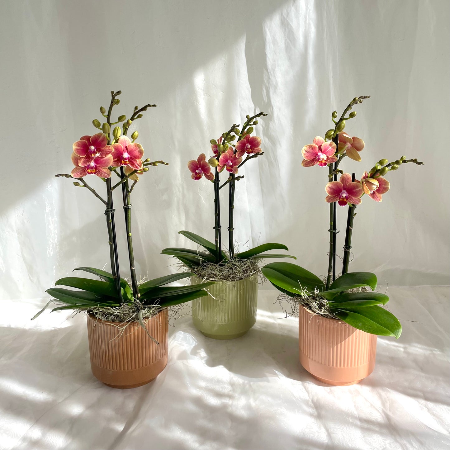 Mini Orchid - Golden Sunset