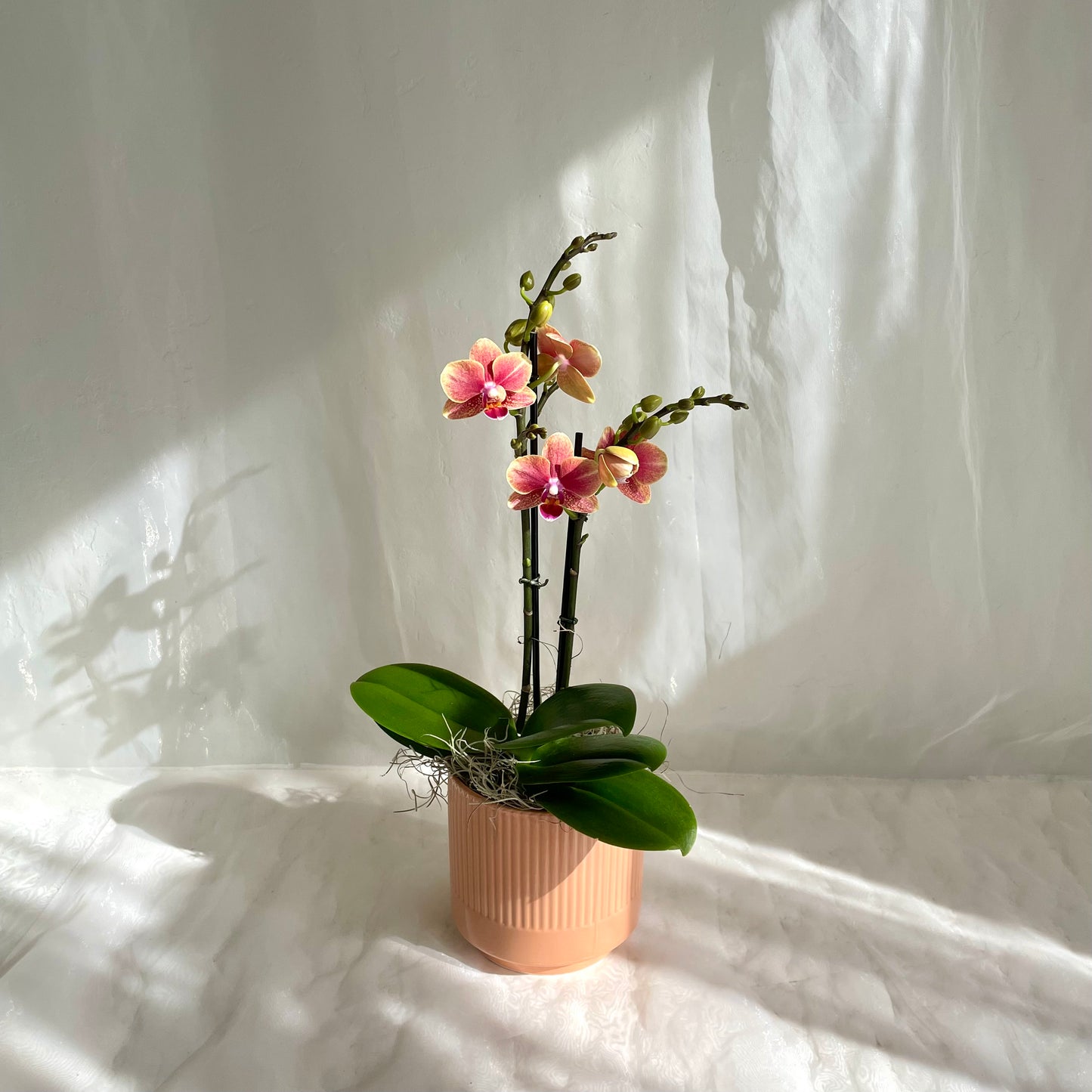 Mini Orchid - Golden Sunset