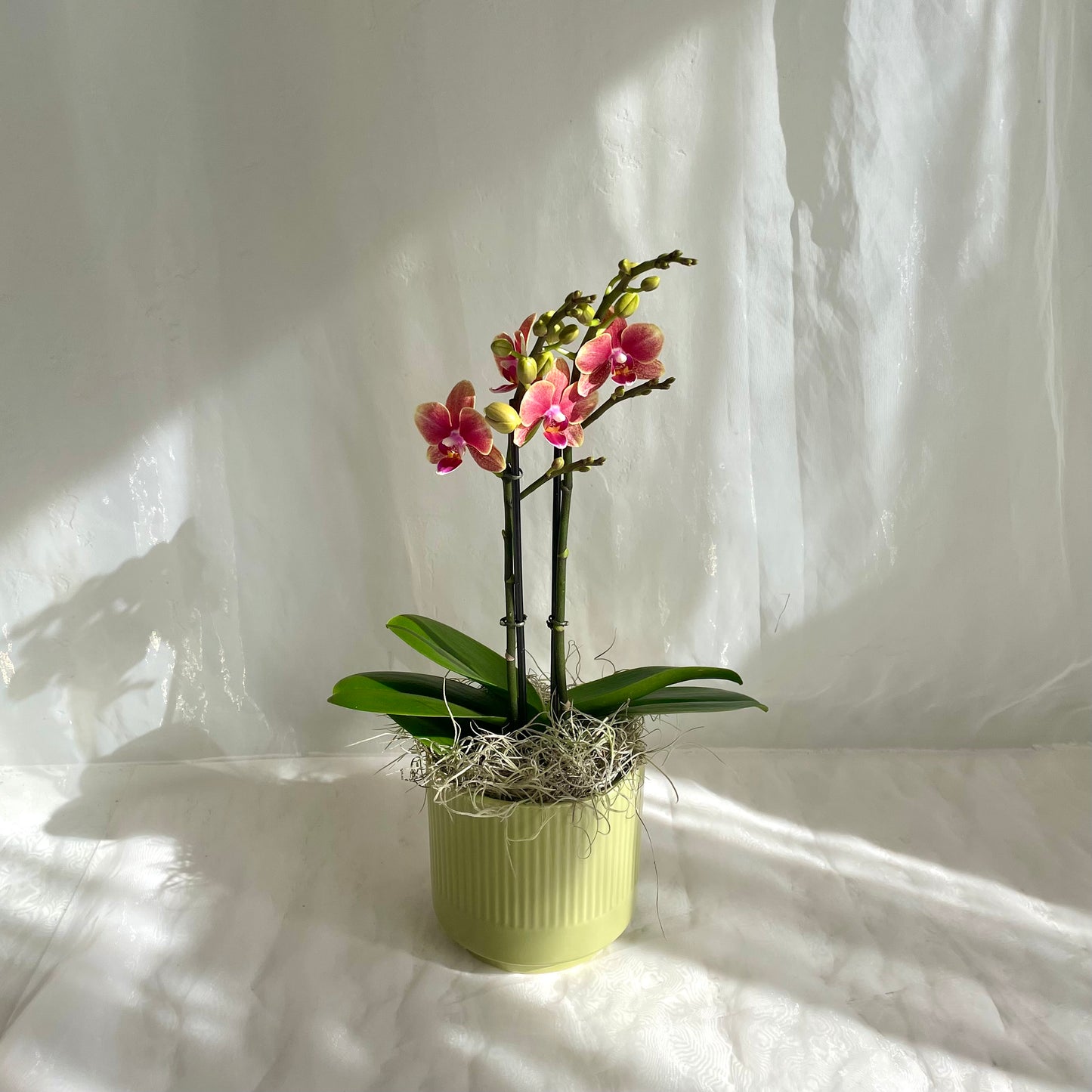 Mini Orchid - Golden Sunset