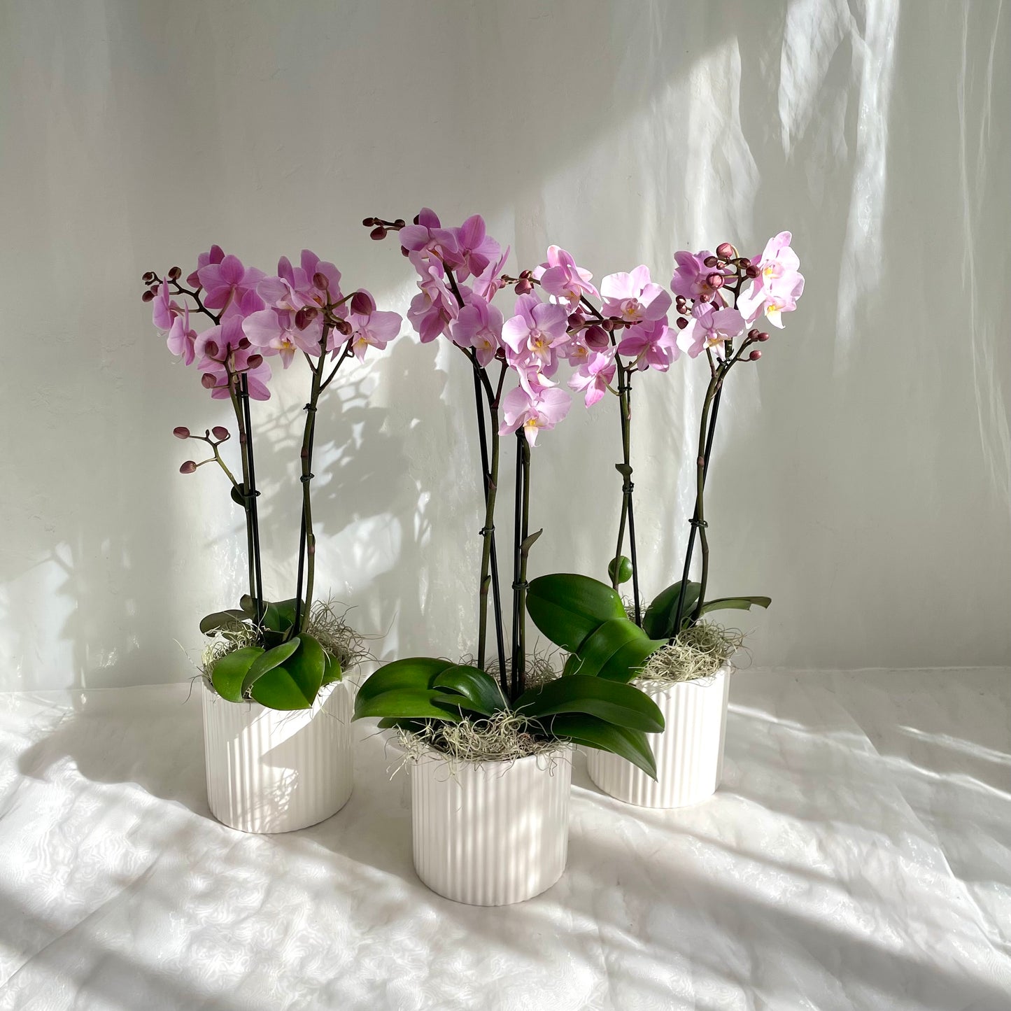 Mini Orchid - Lilac Pink