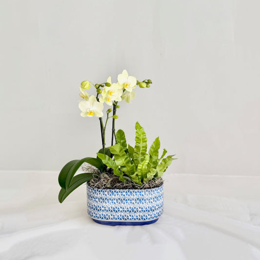 Mini Double Citron Orchid & Fern Planter