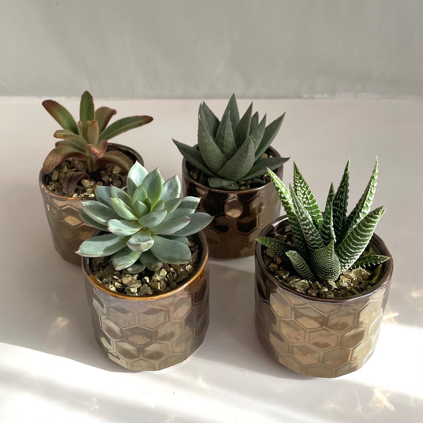 Mini Assorted Succulent in Hammered Gold Pot