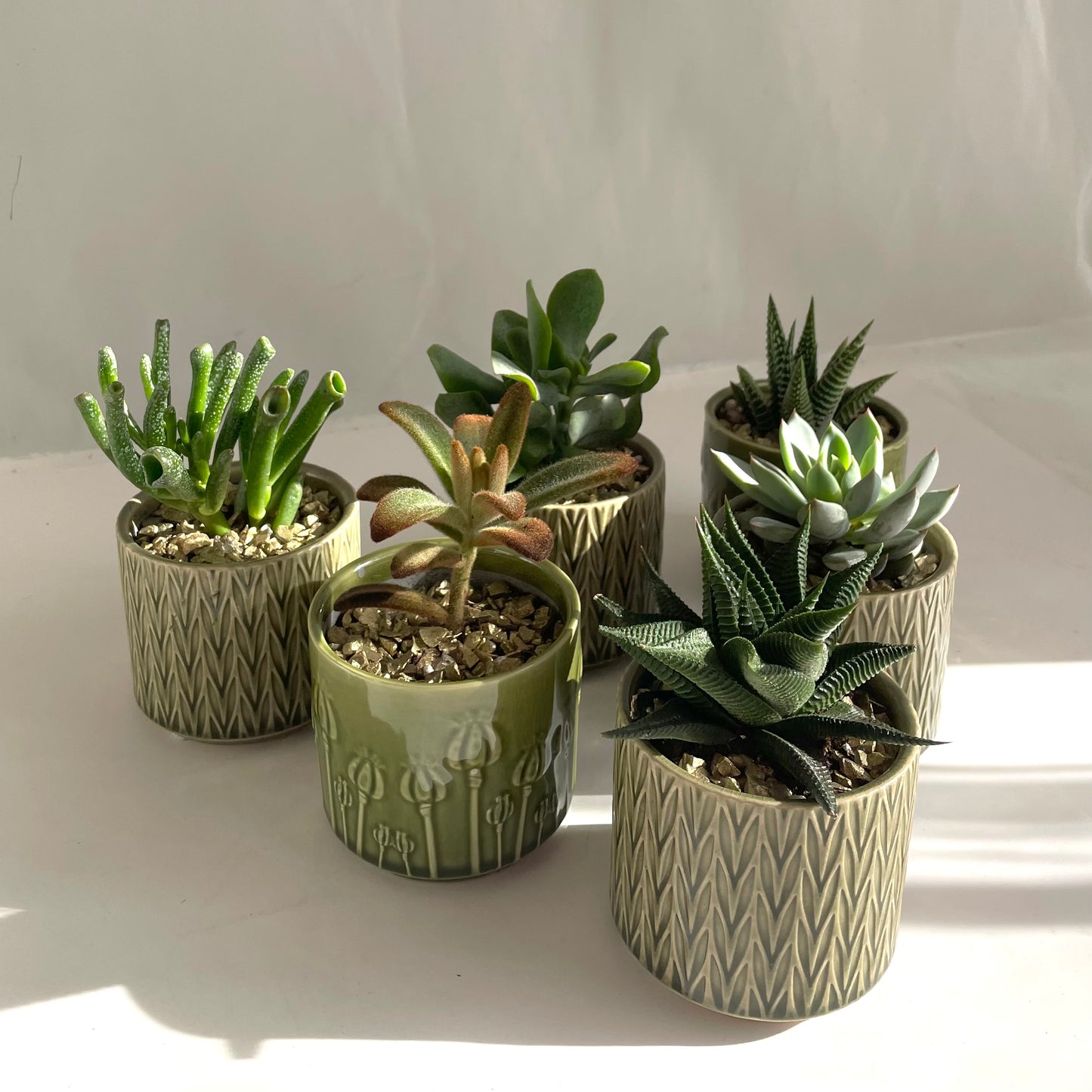 Mini Assorted Succulent in Embossed Green Pot