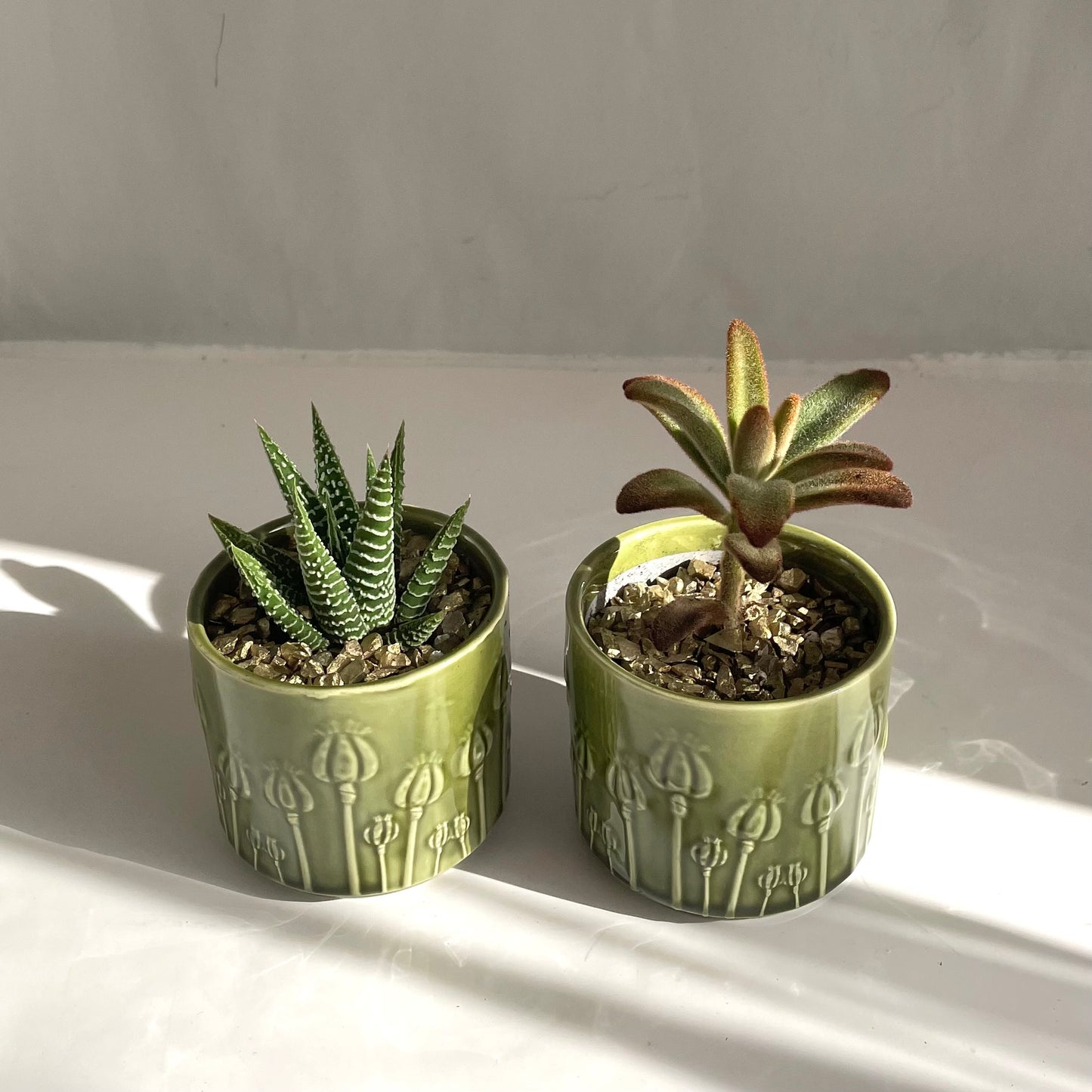 Mini Assorted Succulent in Embossed Green Pot