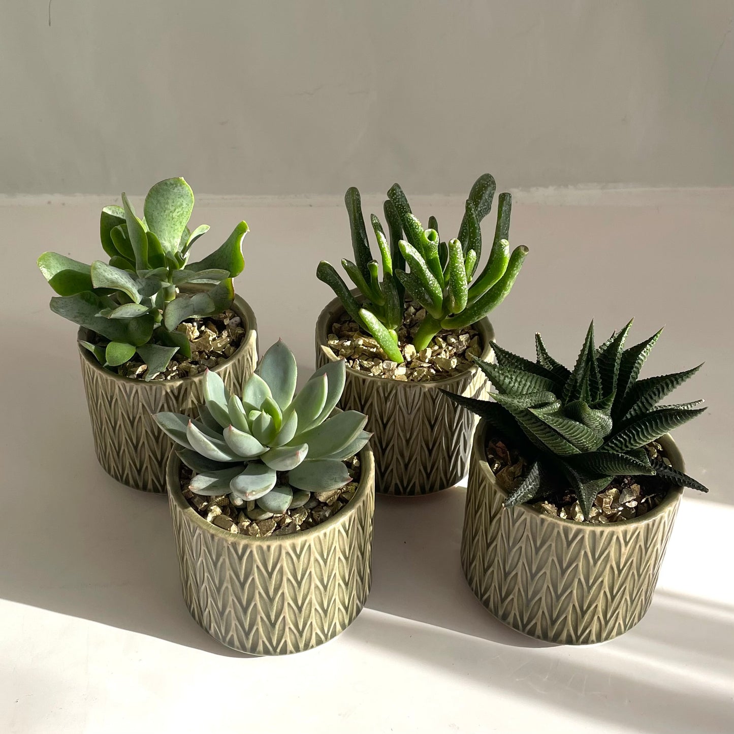 Mini Assorted Succulent in Embossed Green Pot