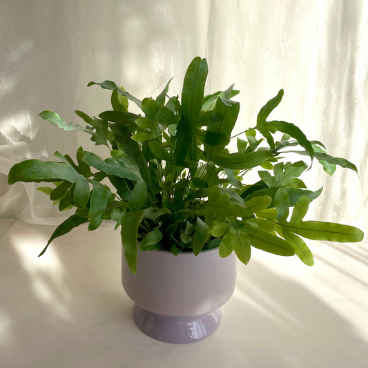 Blue Star Fern in Purple Footed Pot