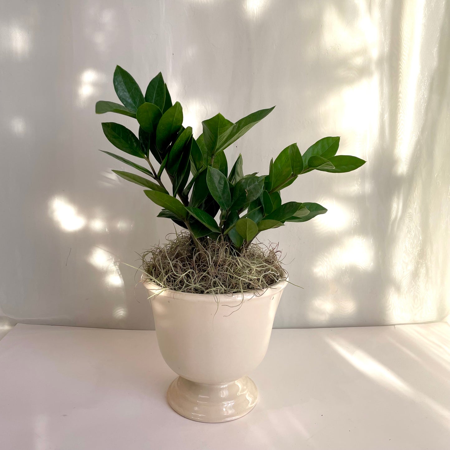 ZZ Plant in Cream Footed Pot