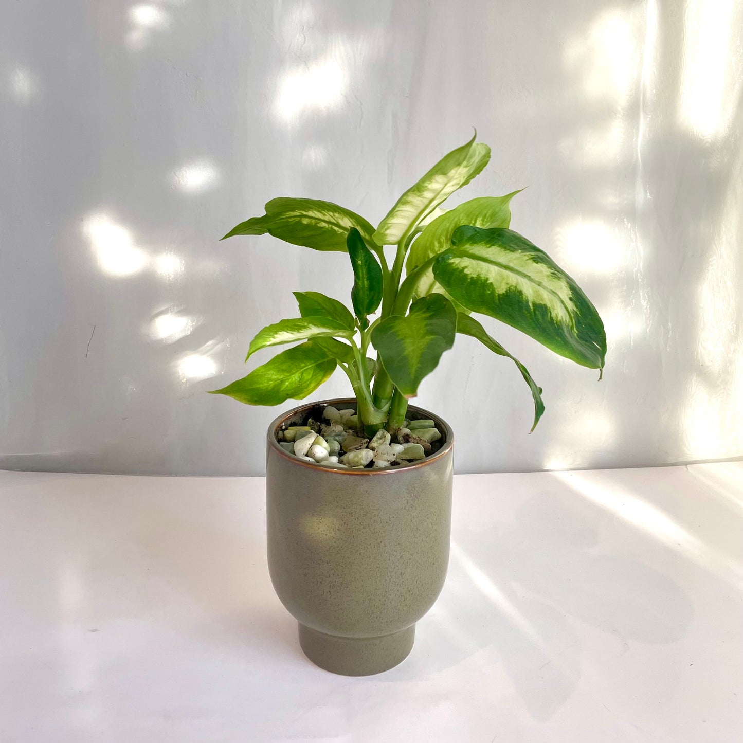 4" Dieffenbachia in Green Footed Pot