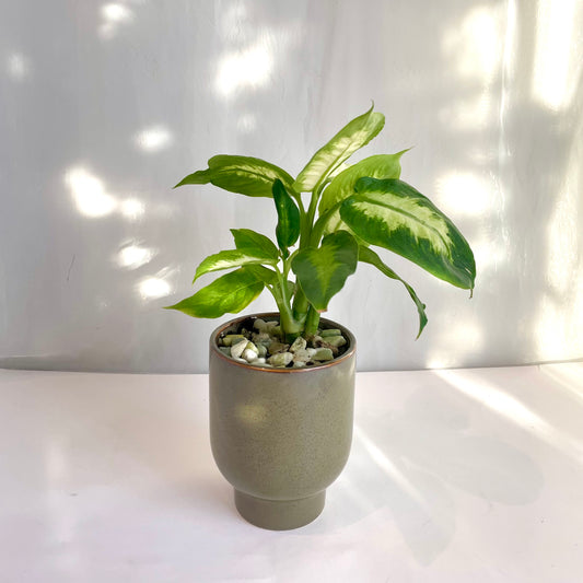 4" Dieffenbachia in Green Footed Pot