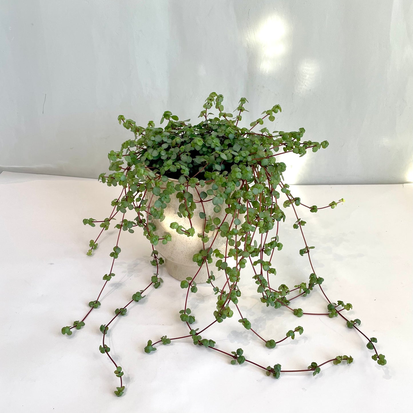 Pilea Aquamarine in Cream Footed Pot
