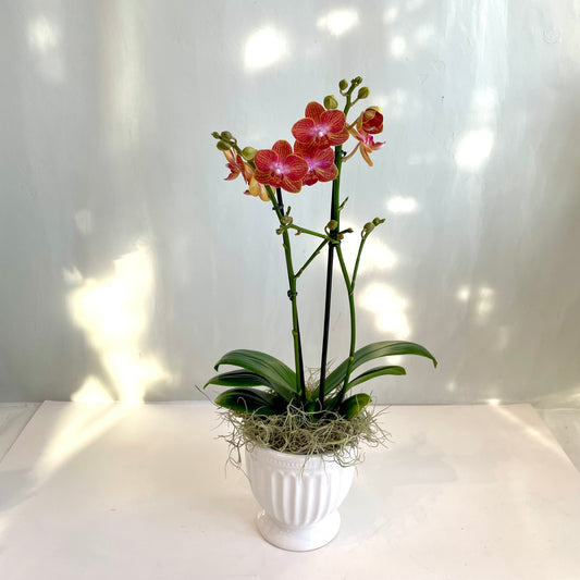 Mini Orchid - Golden Sunset